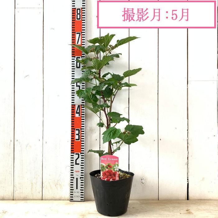 ラズベリー 苗木 レッドドリーム 16.5cmポット苗 苗 : 苗通販店