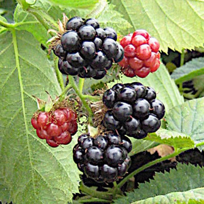 ブラックベリー 苗木 ソーンフリー 10 5cmポット苗 2年生苗 ブラックベリー 苗 Rrbb 苗通販店 ぐりーんべりぃ 通販 Yahoo ショッピング