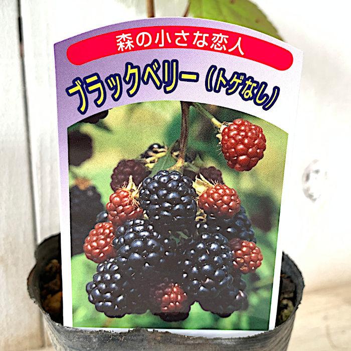 ブラックベリー 苗木 ソーンフリー 10.5cmポット苗 2年生苗 苗 : 苗