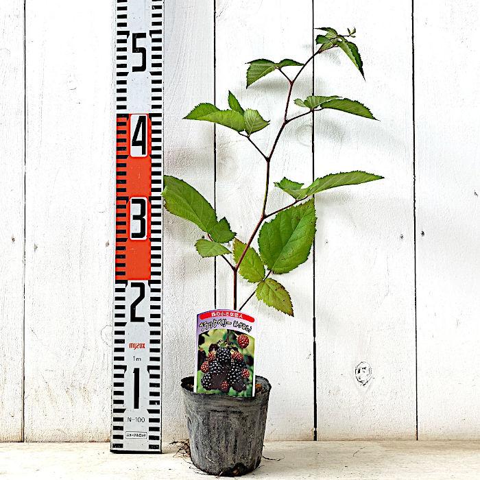 ブラックベリー 苗木 ソーンフリー 10 5cmポット苗 2年生苗 ブラックベリー 苗 Rrbb 苗通販店 ぐりーんべりぃ 通販 Yahoo ショッピング