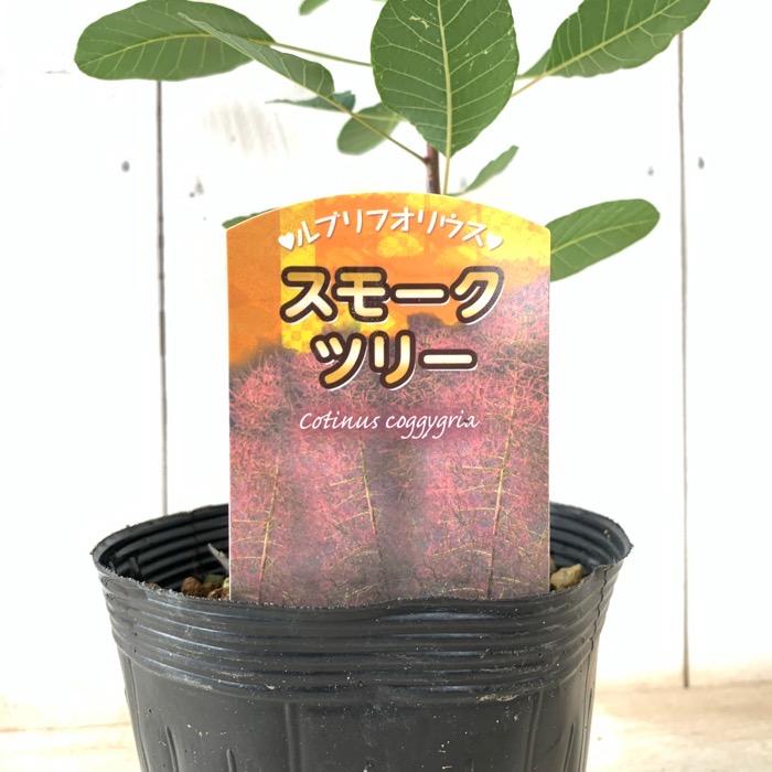 スモークツリー 苗木 ルブリフォリウス 13.5cmポット苗 3年生苗 苗