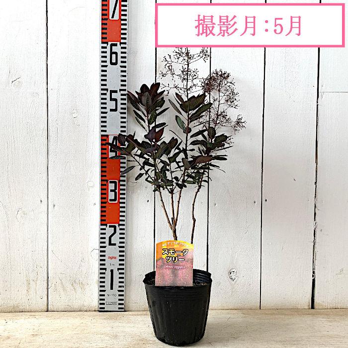 スモークツリー 苗木 ルブリフォリウス 13.5cmポット苗 3年生苗 苗