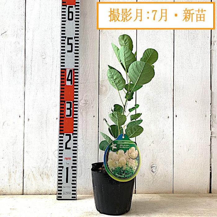 スモークツリー 苗木 ヤングレディ 13.5cmポット苗 3年生苗 苗 スモークツリー 苗木 ヤングレディ 13.5cmポット苗 3年生苗 苗