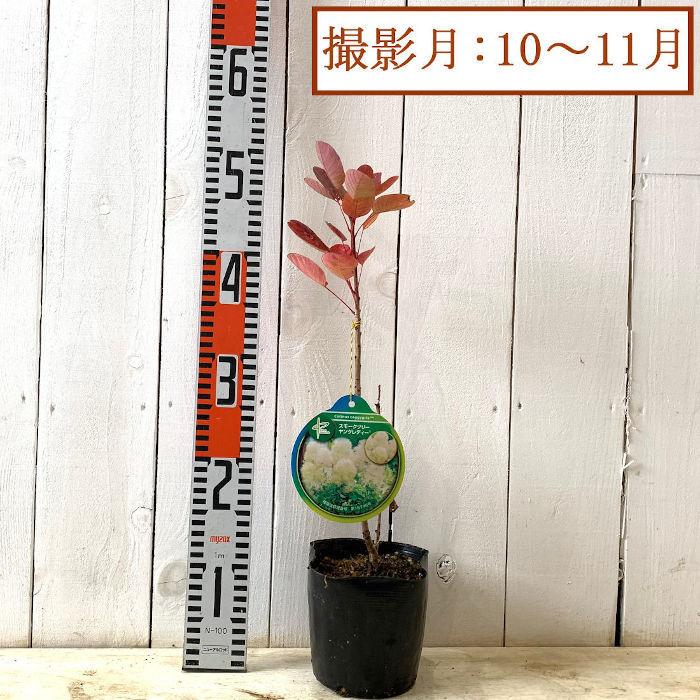 スモークツリー 苗木 ヤングレディ 13.5cmポット苗 3年生苗 苗 スモークツリー 苗木 ヤングレディ 13.5cmポット苗 3年生苗 苗