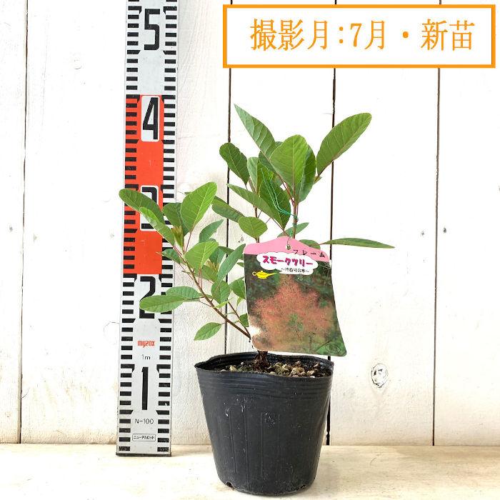 スモークツリー 苗木 フレーム 13.5cmポット苗 3年生苗 苗 : 苗通販店