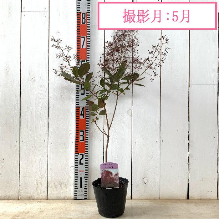 スモークツリー 苗木 グレース 13.5cmポット苗 3年生苗 苗 : 苗通販店