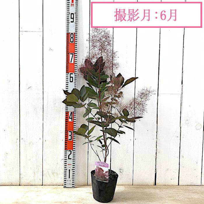スモークツリー 苗木 グレース 13.5cmポット苗 3年生苗 苗 : 苗通販店