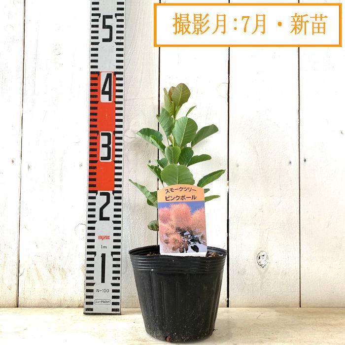 スモークツリー 苗木 ピンクボール 13.5cmポット苗 3年生苗 苗 : 苗