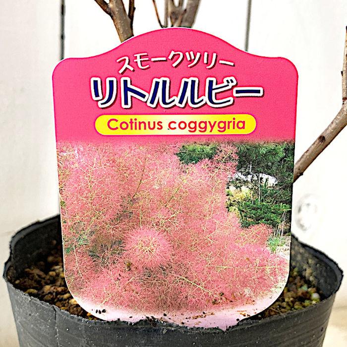 スモークツリー 苗木 リトルルビー 13.5cmポット苗 3年生苗 苗