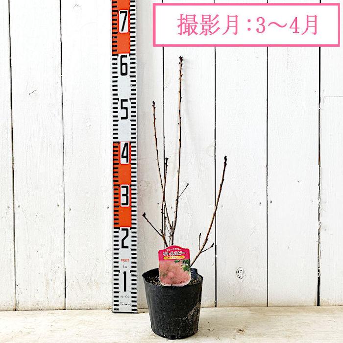 スモークツリー 苗木 リトルルビー 13.5cmポット苗 3年生苗 苗 スモークツリー 苗木 リトルルビー 13.5cmポット苗 3年生苗 苗