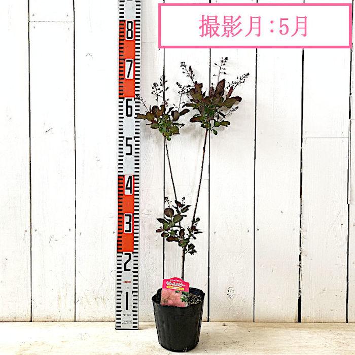 スモークツリー 苗木 リトルルビー 13.5cmポット苗 3年生苗 苗 : 苗