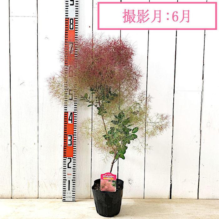 スモークツリー 苗木 リトルルビー 13.5cmポット苗 3年生苗 苗 スモークツリー 苗木 リトルルビー 13.5cmポット苗 3年生苗 苗