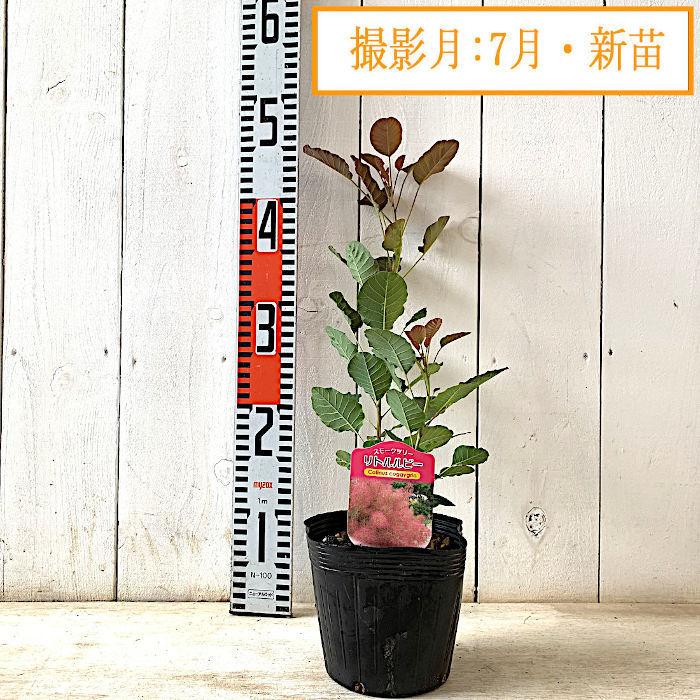 スモークツリー 苗木 リトルルビー 13.5cmポット苗 3年生苗 苗 スモークツリー 苗木 リトルルビー 13.5cmポット苗 3年生苗 苗