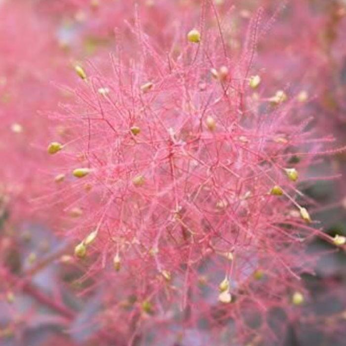 スモークツリー苗　スモークツリー　3種　3苗価格 スモークツリー3号ポット苗4本おみつくろいセット｜ガーデニング 園芸