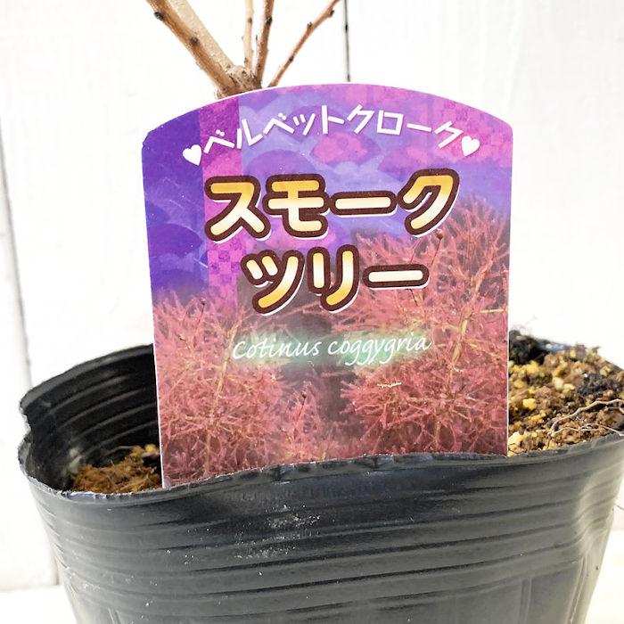スモークツリー 苗木 ベルベットクローク 13.5cmポット苗 3年生 苗