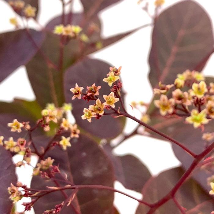 スモークツリー 苗木 ベルベットクローク 13.5cmポット苗 3年生 苗