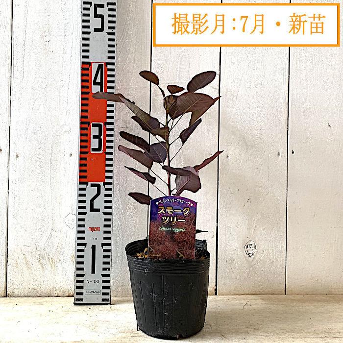 大株　スモークツリー　ベルベットクローク　雌株　煙の木　挿し木　苗木　花木　42 大株 スモークツリー ベルベットクローク 雌株 煙の木 挿し木 苗木