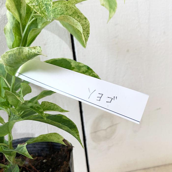 ソヨゴ 苗木 斑入りソヨゴ 10 5cmポット苗 そよご 苗 T Syg 苗通販店 ぐりーんべりぃ 通販 Yahoo ショッピング