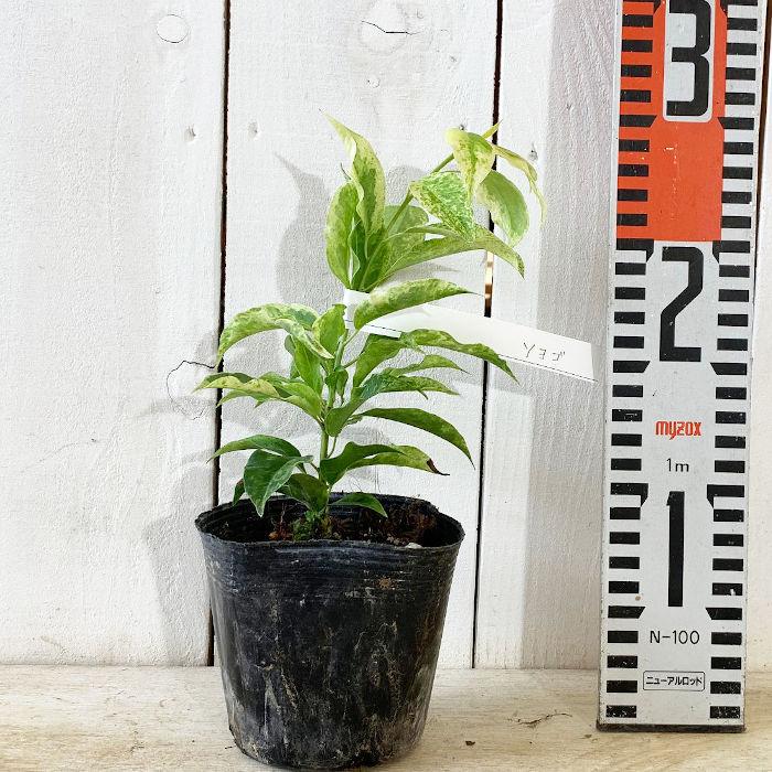 ソヨゴ 苗木 斑入りソヨゴ 10 5cmポット苗 そよご 苗 T Syg 苗通販店 ぐりーんべりぃ 通販 Yahoo ショッピング