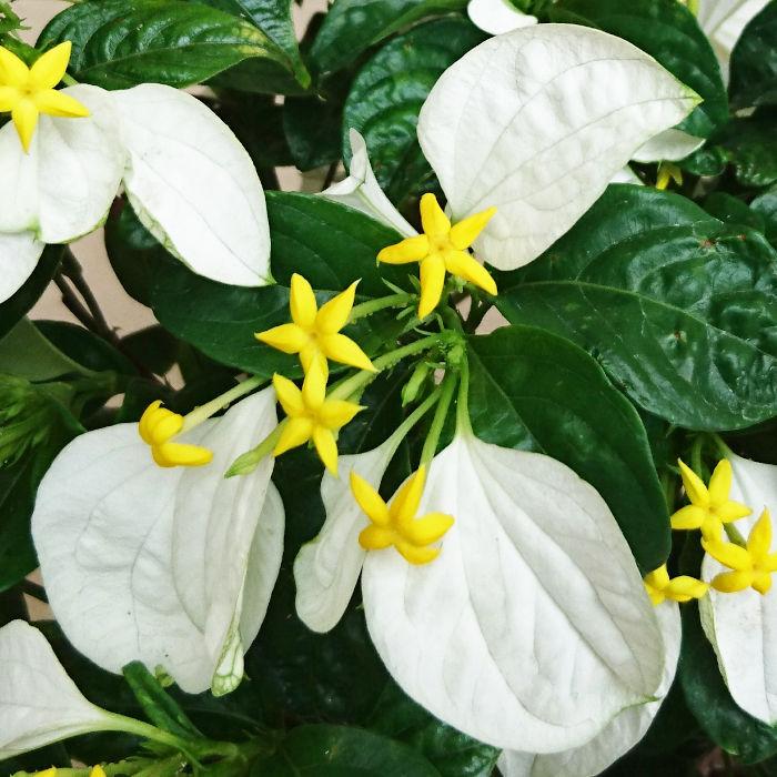 コンロンカ 苗木 24cmプラ鉢 こんろんか 苗 崑崙花 Ts Knrnk24 苗通販店 ぐりーんべりぃ 通販 Yahoo ショッピング