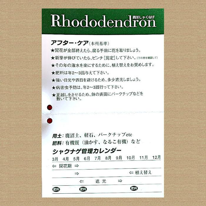 シャクナゲ 苗木 紫炎 15cmプラ鉢 しゃくなげ 苗 石楠花｜green-very｜02