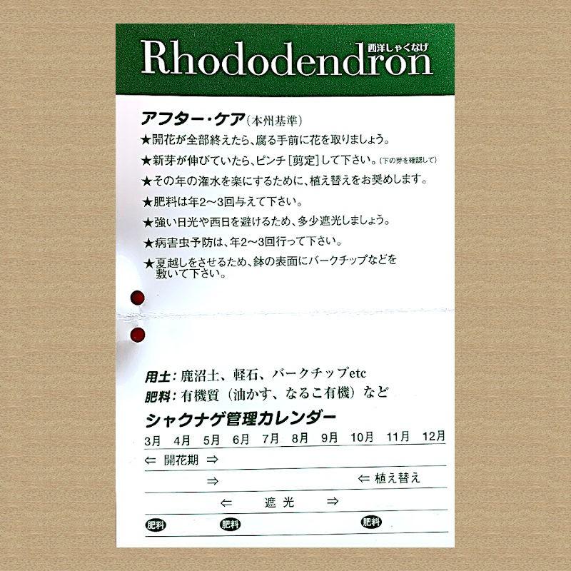 シャクナゲ 苗木 さきがけ 12cmロングポット苗 しゃくなげ 苗 石楠花｜green-very｜03