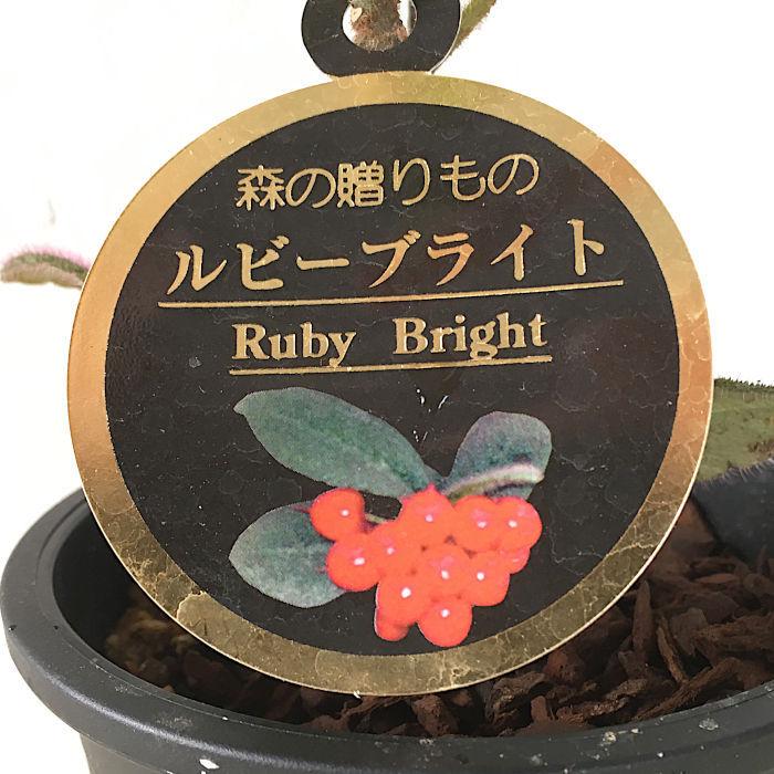 ヤブコウジ 苗木 ビロードヤブコウジ 12cm陶器鉢 やぶこうじ 苗 藪柑子 Ts Ybkuj Brdybkuj12tuk 苗通販店 ぐりーんべりぃ 通販 Yahoo ショッピング