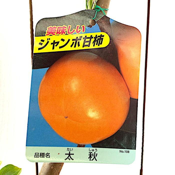 甘柿 苗木 太秋 12cmポット苗 たいしゅう 柿 カキ 苗 かき|green-very|02