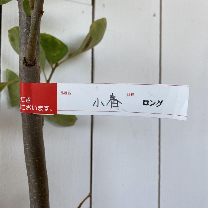 甘柿 苗木 小春 12cmロングポット苗 こはる 柿 カキ 苗 かき : 苗通販