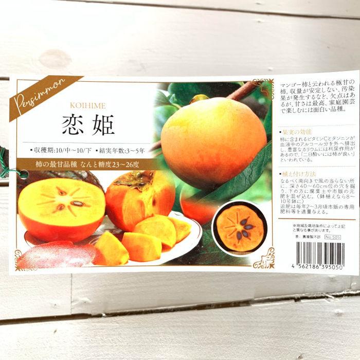 18％OFF】 タンカン 苗木 垂水1号 15cmポット苗 たるみ1ごう たんかん