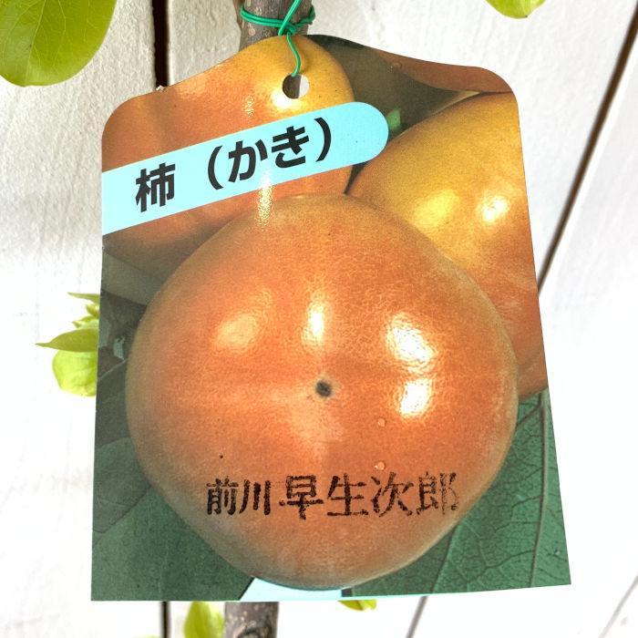 甘柿 苗木 前川早生次郎 12cmポット苗 まえかわわせじろう 柿 カキ 苗 かき Y Agmekwwsjru2 苗通販店 ぐりーんべりぃ 通販 Yahoo ショッピング