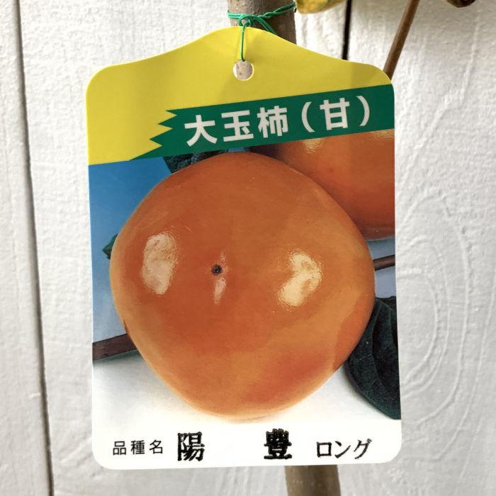 甘柿 苗木 陽豊 12cmロングポット苗 ようほう 柿 カキ 苗 かき : 苗