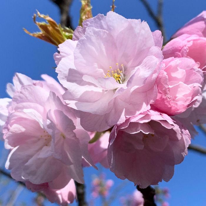 桜 苗木 八重紅虎の尾 12cmロングポット苗 やえべにとらのお さくら 苗 サクラ｜green-very