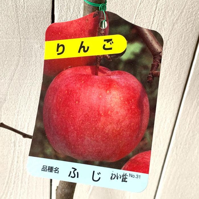 リンゴ 苗木 富士 12cmポット苗 (ワイ性) ふじリンゴ りんご 苗 林檎