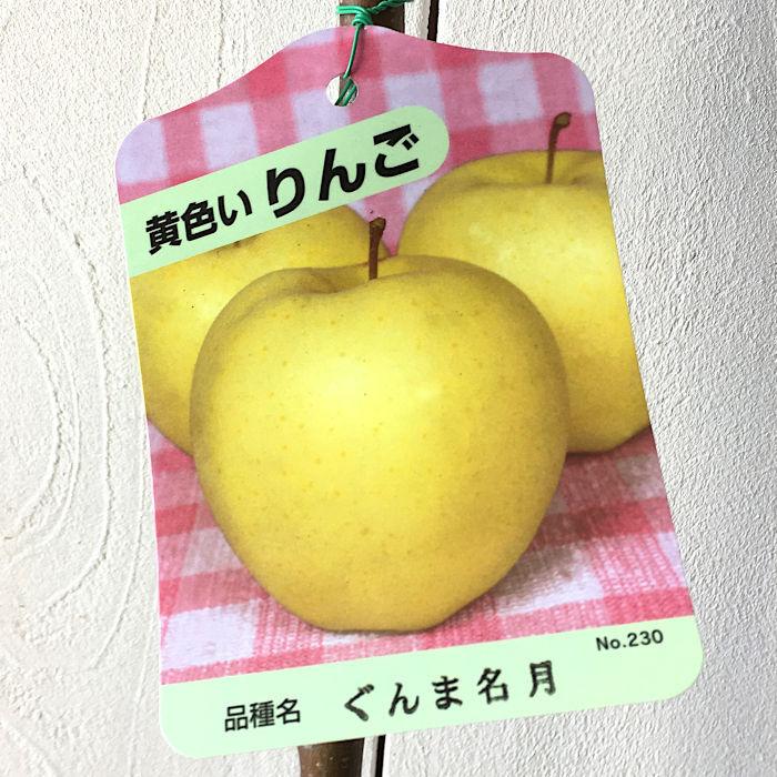 リンゴ 苗木 ぐんま名月 13.5cmポット苗 (ワイ性) りんご 苗 林檎｜green-very