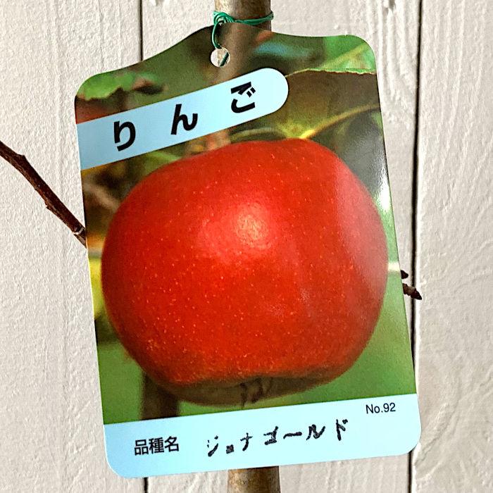 リンゴ 苗木 ジョナゴールド 12cmポット苗 りんご 苗 林檎｜green-very