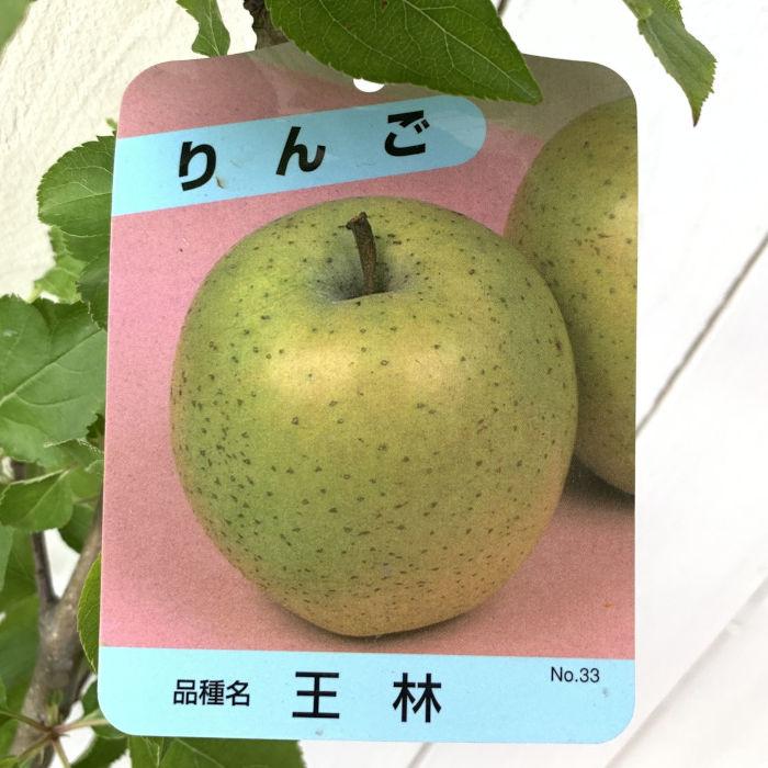 リンゴ 苗木 王林 12cmポット苗 おうりん りんご 苗 林檎 : 苗通販店