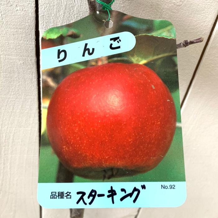 リンゴ 苗木 スターキング 12cmポット苗 りんご 苗 林檎｜green-very