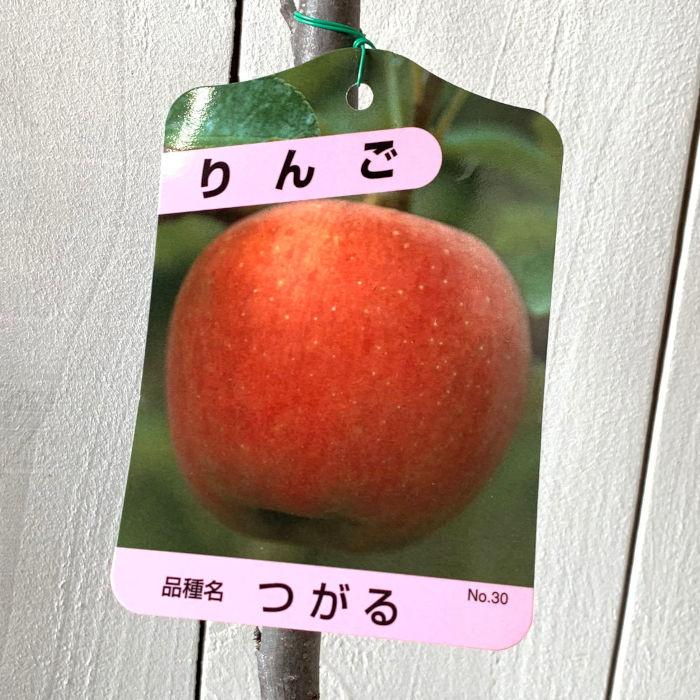 リンゴ 苗木 津軽 12cmポット苗 つがる りんご 苗 林檎 : 苗通販店