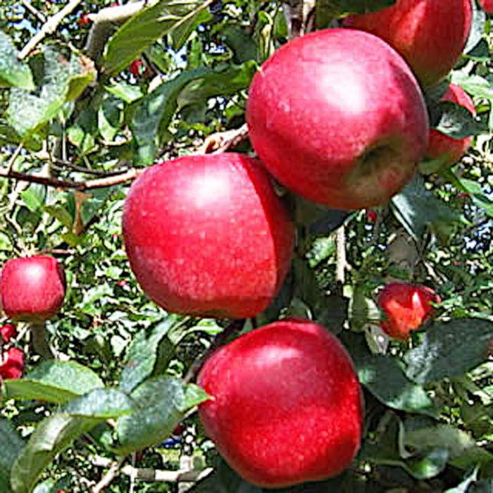 リンゴ 苗木 陽光 12cmポット苗 ようこう りんご 苗 林檎 Y Aplyk 苗通販店 ぐりーんべりぃ 通販 Yahoo ショッピング