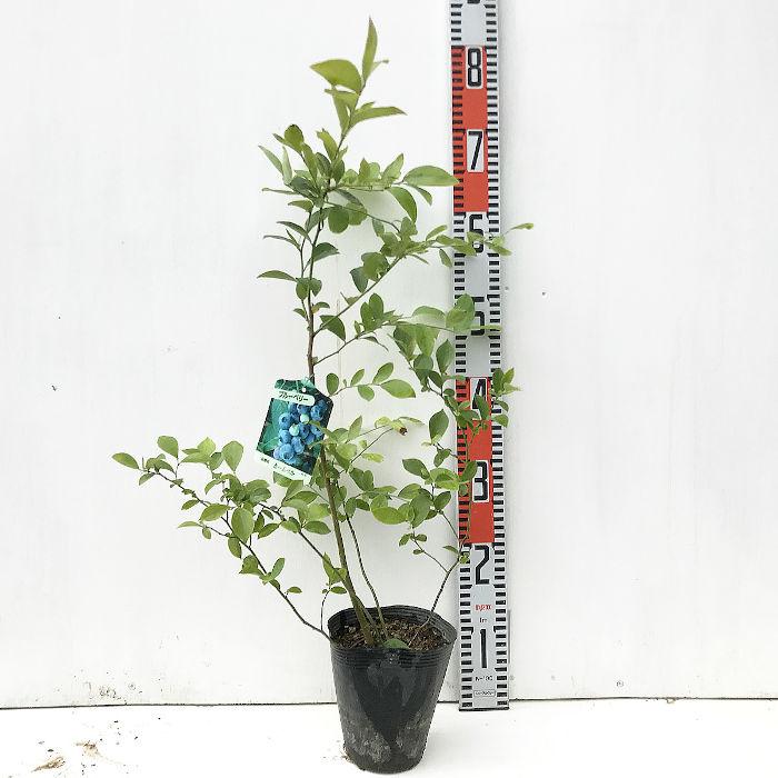 ブルーベリー 苗木 ホームベル 13.5cmポット苗 ラビットアイ系