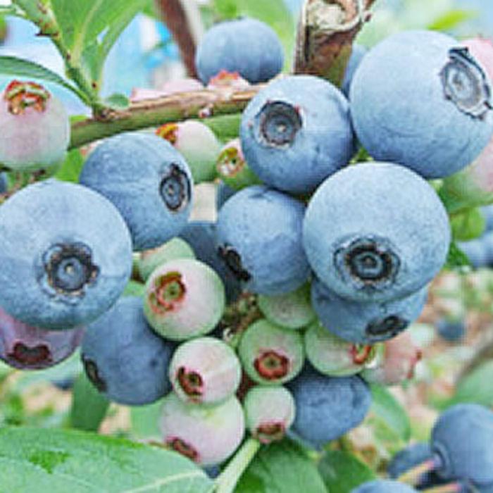 品質検査済 ブルーベリー 苗木 フェスティバル 13 5cmポット苗 ラビットアイ系 苗