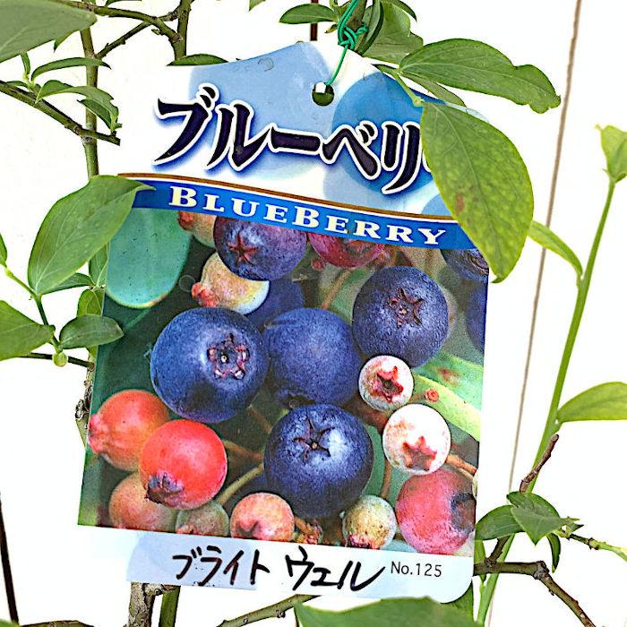 ブルーベリー 苗木 ブライトウェル 13 5cmポット苗 ラビットアイ系 ブルーベリー 苗 Y ribu 苗通販店 ぐりーんべりぃ 通販 Yahoo ショッピング