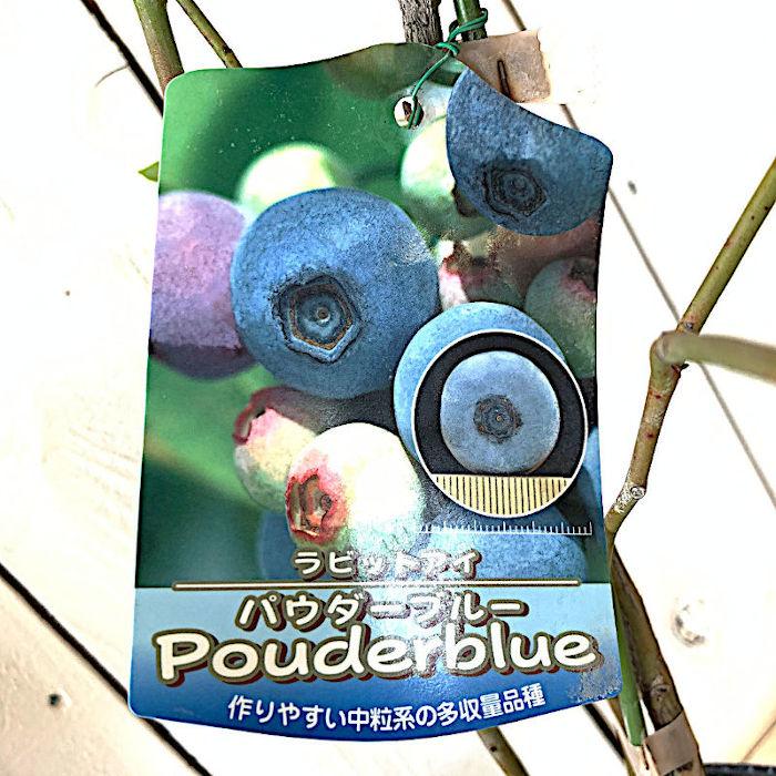 ブルーベリー 苗木 パウダーブルー 13.5cmポット苗 ラビットアイ系 苗