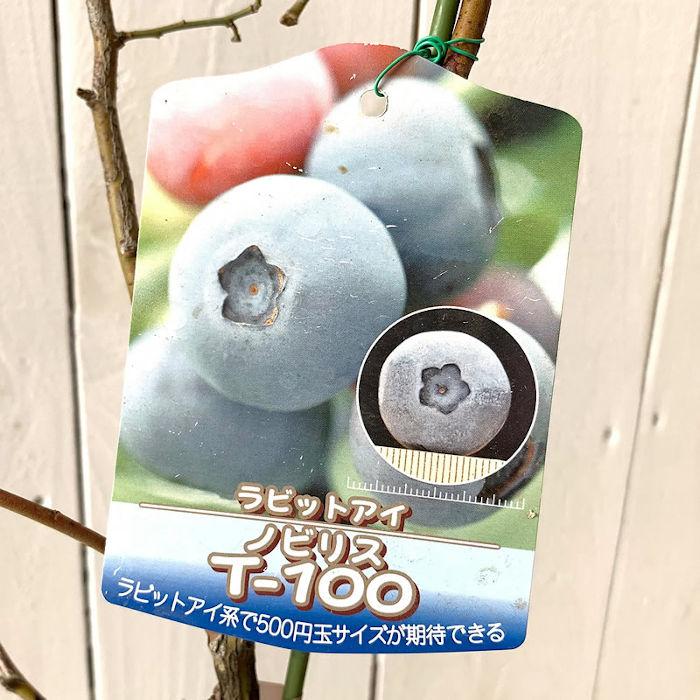 ブルーベリー 苗木 ノビリス (T-100) 13.5cmポット苗 ラビットアイ系