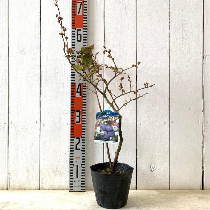 ブルーベリー 苗木 シャープブルー 13.5cmポット苗 3年生苗