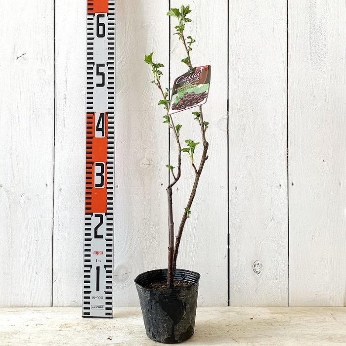 スグリ　苗 61OXGi53tFL._AC_UL210_SR210,