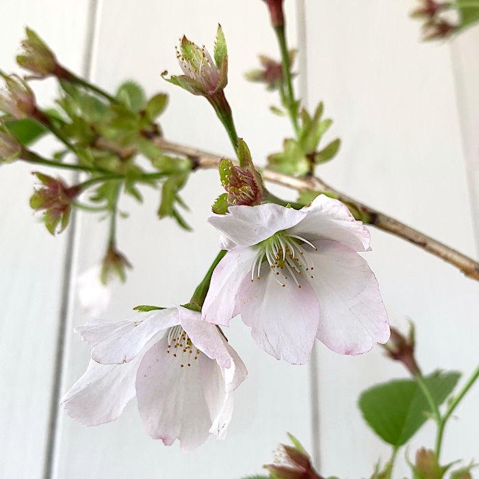 庭桜 苗木 12cmポット苗 にわざくら 苗 ニワザクラ 桜 さくら サクラ