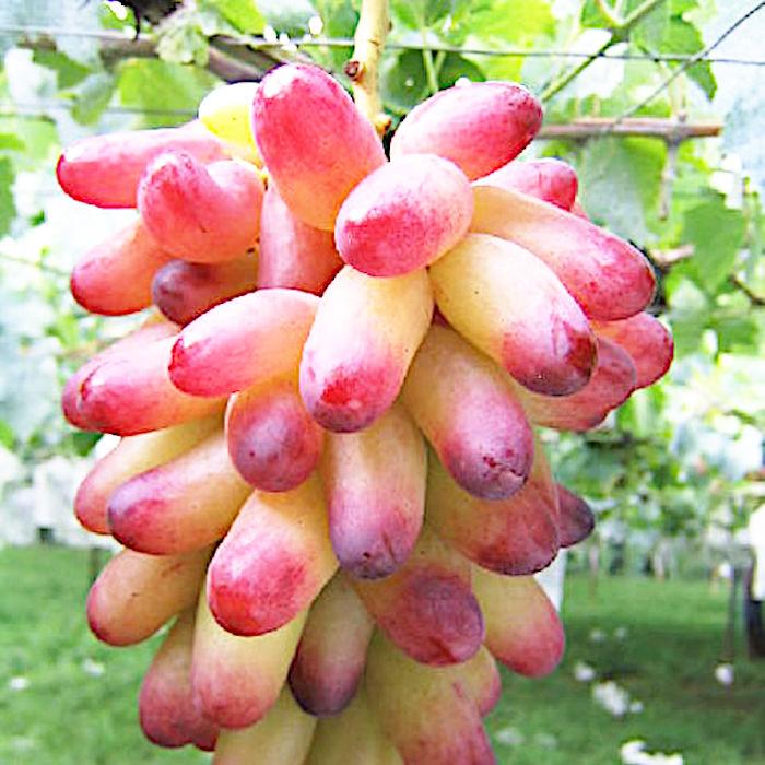 お得セット ぶどう 苗木 マニキュアフィンガー 接木苗 12cmロングポット苗 ブドウ 苗 葡萄 Rmladv Com Br