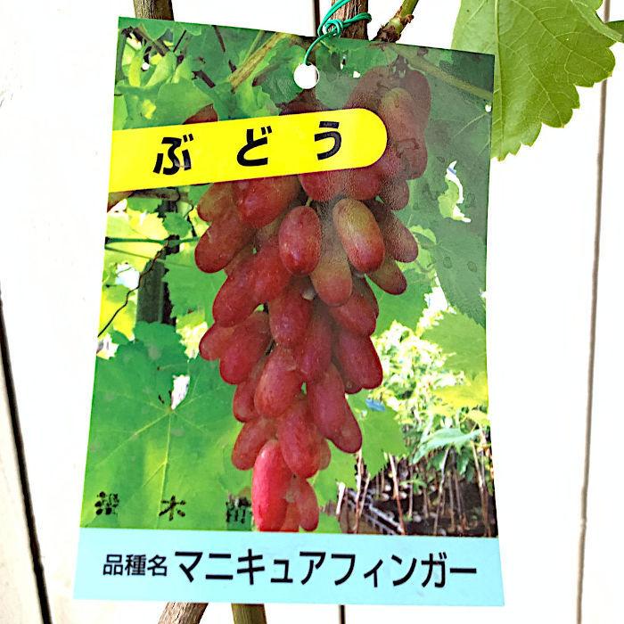 お得セット ぶどう 苗木 マニキュアフィンガー 接木苗 12cmロングポット苗 ブドウ 苗 葡萄 Rmladv Com Br